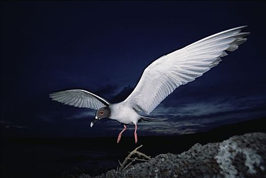海鸥,燕尾鸥,本土动植物,只有,夜出型动物,远洋,黄昏,进食,远处,外滨,赫诺韦萨岛,加拉帕戈斯群岛,厄瓜多尔