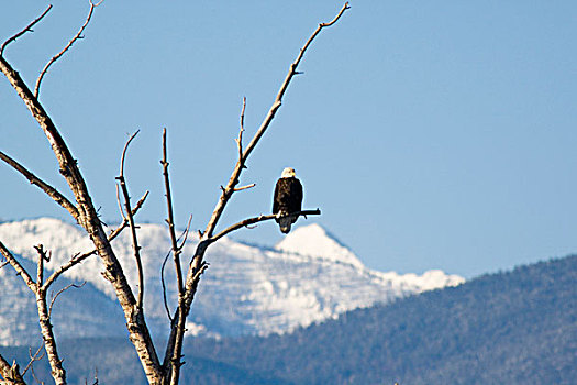 白头鹰,树梢,山,蒙大拿