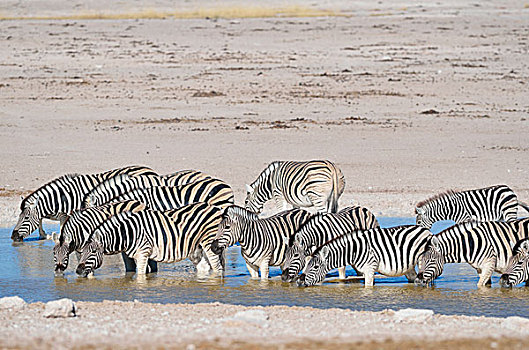牧群,斑马,喝,水坑,埃托沙国家公园,纳米比亚,非洲