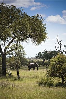 大象,地点,克鲁格国家公园,南非