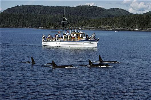游客,注视,逆戟鲸,岛屿,约翰斯顿海峡,温哥华岛,加拿大