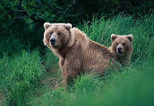 美国,阿拉斯加,卡特麦国家公园,大灰熊,母熊,幼兽,棕熊,高草,布鲁克斯河