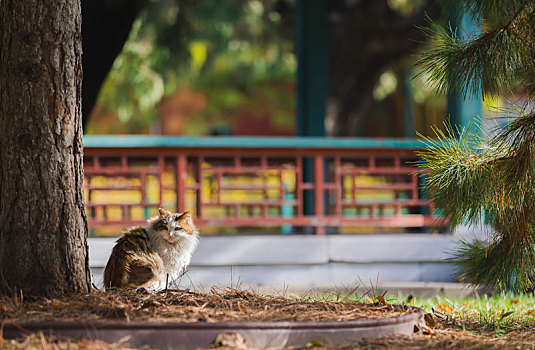 猫猫