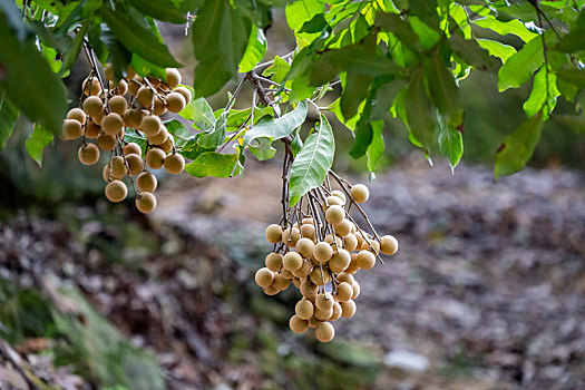 农场的树上挂着一串串成熟的龙眼果实