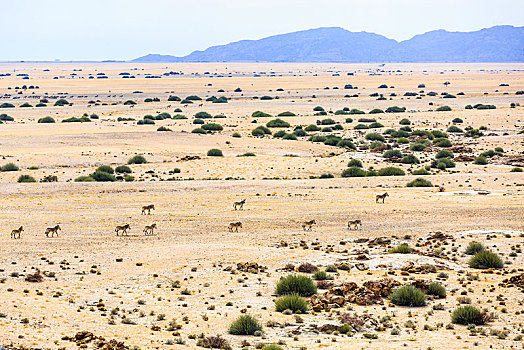 航拍,山,斑马,马,牧群,旅行,干燥,草原,纳米比诺克陆夫国家公园,埃龙戈区,纳米比亚,非洲