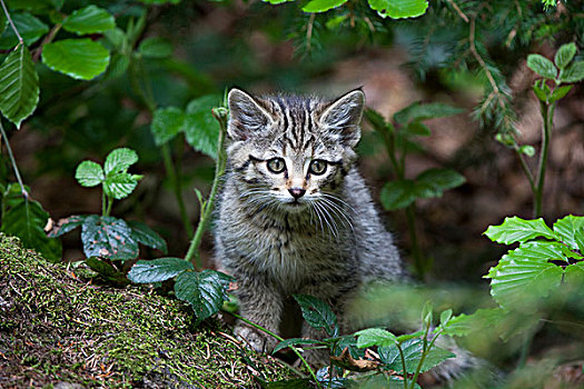 幼兽,野猫科动物,斑貓,户外,动物,围挡,巴伐利亚森林,巴伐利亚,德国,欧洲