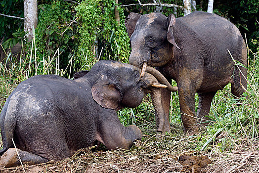两个,幼兽,婆罗洲,俾格米人,大象,象属,玩,雨林,沙巴,马来西亚,亚洲
