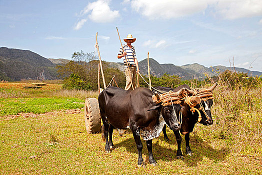 农民,手推车,维尼亚雷斯,省,古巴,中美洲