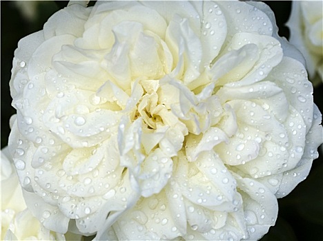 玫瑰,白色
