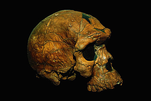 头骨,化石,头盖骨,国家博物馆,埃塞俄比亚,亚的斯亚贝巴,非洲