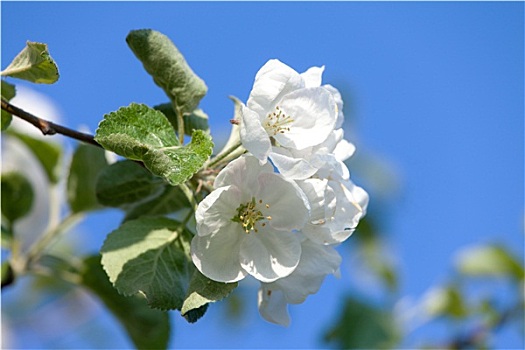 花,盛开,苹果树