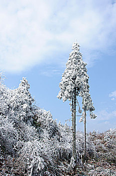 冰冻植物与蓝天白云背景
