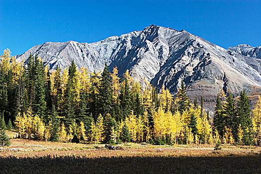 山,草地,秋天,金色,落叶松,远景,蓝天,艾伯塔省,加拿大
