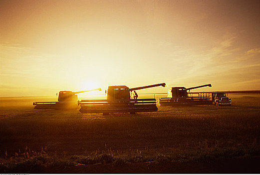 剪影,农民,收获,小麦,机械,日落,加拿大