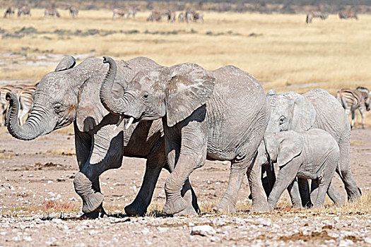 四个,幼兽,非洲象,埃托沙国家公园,纳米比亚,非洲