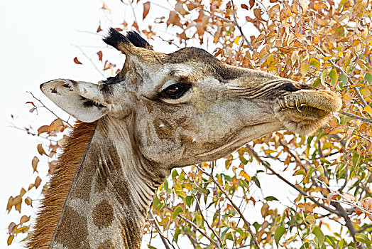 长颈鹿,头像,进食,树上,埃托沙国家公园,纳米比亚,非洲