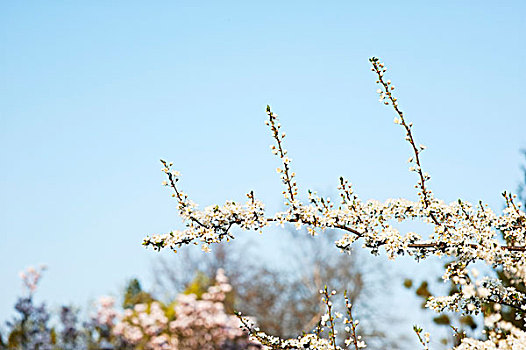 黑刺李,开花