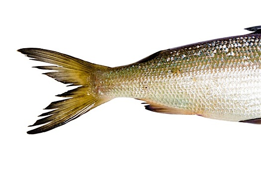 鱼肉,白色背景,尾部,青鱼