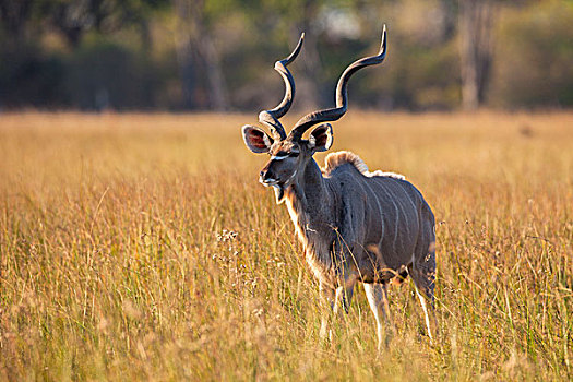 大捻角羚,站立,草,奥卡万戈三角洲,博茨瓦纳,非洲