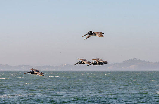 褐色鹈鹕,飞跃,太平洋,海洋,旧金山湾