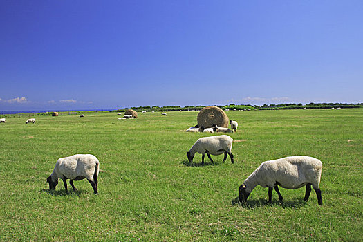 岛屿,绵羊,牧场