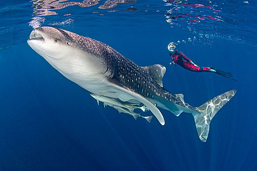 水下呼吸管,鲸鲨,鱼,世界,湾,伊里安查亚省,西巴布亚,印度尼西亚,亚洲