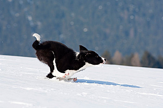 博德牧羊犬,小动物,雪,北方,提洛尔,奥地利,欧洲