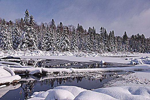 新鲜,落下,雪,漂亮,自然,冬景,阿尔冈金公园,加拿大