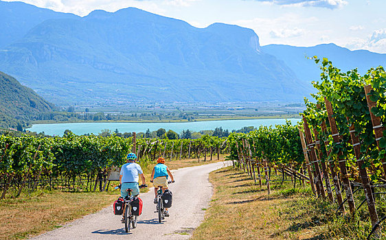 两个,骑车,山地车,自行车道,穿过,阿尔卑斯山,葡萄园,湖,特兰迪诺,南蒂罗尔,意大利,欧洲