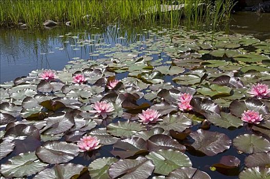 水塘,开花