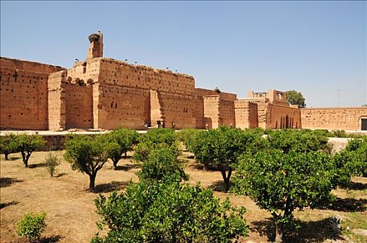 鹳,墙壁,宫殿,摩洛哥,非洲