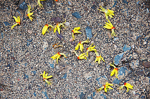 散落在地上的黄色花朵
