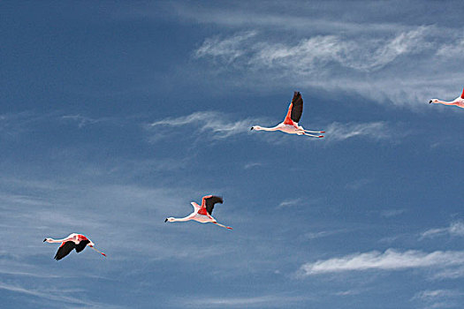 智利红鹤,飞行,阿塔卡马沙漠,盐湖