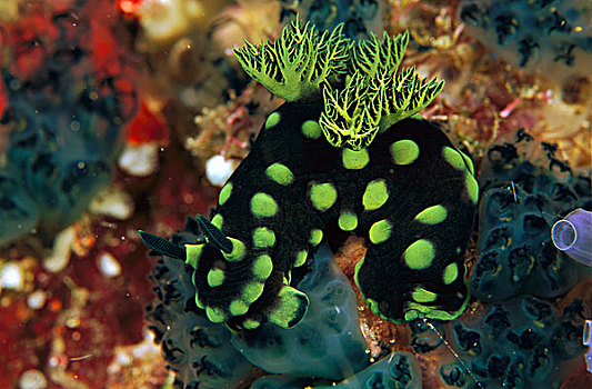 裸鳃类动物,所罗门群岛