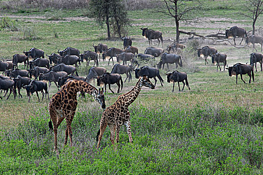 马赛长颈鹿,一对,蓝角马,角马,牧群,恩戈罗恩戈罗,保护区,坦桑尼亚