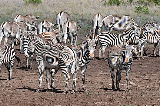 普通,斑马,马,细纹斑马,荒野,肯尼亚