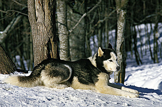 阿拉斯加雪橇犬,狗,卧,雪