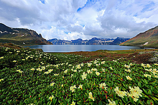 长白山高山杜鹃