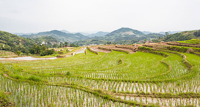 陕西,漩涡,梯田