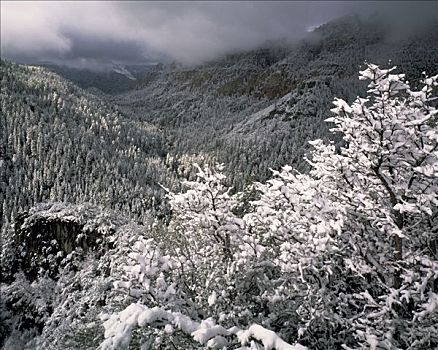 雪,橡树溪峽谷,国家森林,亚利桑那