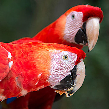 特写,两个,深红色,金刚鹦鹉,绯红金刚鹦鹉,洪都拉斯