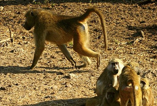 大狒狒,豚尾狒狒,树林,乔贝国家公园,博茨瓦纳