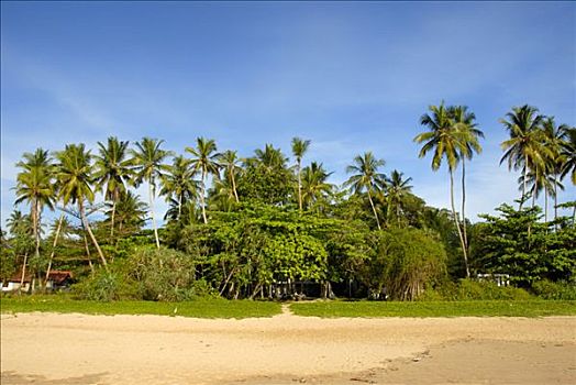 沙滩,排列,棕榈树,靠近,印度洋,斯里兰卡,南亚,亚洲