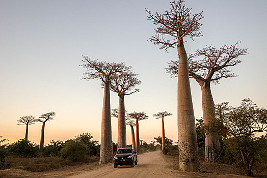 猴面包树,汽车,道路,穆龙达瓦,马达加斯加,非洲