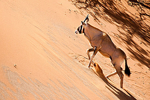 纳米比亚,纳米布沙漠,索苏维来地区,纳米比诺克陆夫国家公园,长角羚羊,攀登,沙丘