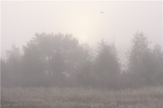 树林,雾气,飞,鸟