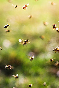 蜜蜂,飞,特写