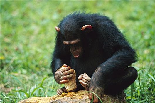 黑猩猩,类人猿,工具,裂缝,加蓬