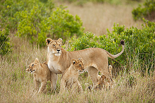 非洲,肯尼亚,马塞马拉野生动物保护区,非洲狮,狮子,成年,女性,警惕