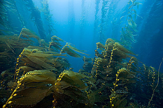 巨大,海藻,巨藻,树林,峡岛,加利福尼亚